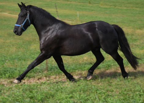 HorseID: 2319625 Remco - PhotoID: 1106988