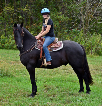 HorseID: 2319625 Remco - PhotoID: 1106989
