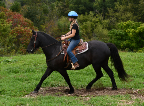 HorseID: 2319625 Remco - PhotoID: 1106990