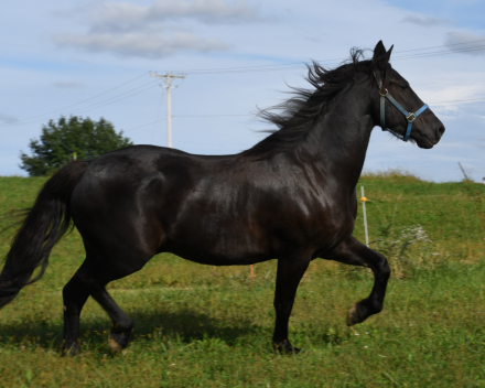 HorseID: 2319625 Remco - PhotoID: 1106991