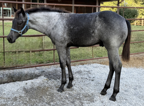 HorseID: 2319626 Pending - PhotoID: 1106992