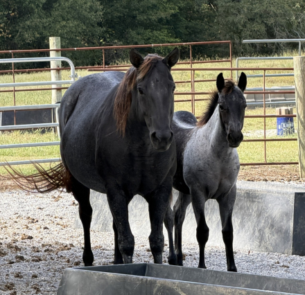 HorseID: 2319626 Pending - PhotoID: 1106993