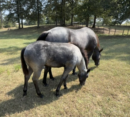 HorseID: 2319626 Pending - PhotoID: 1106994
