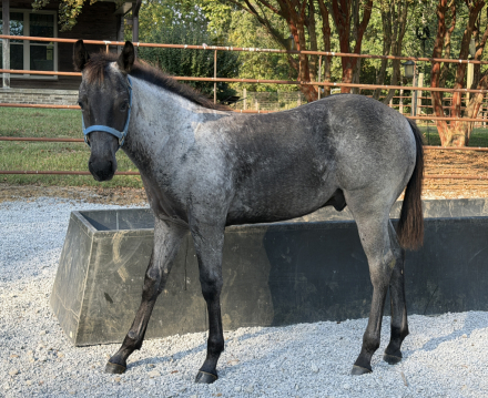 HorseID: 2319626 Pending - PhotoID: 1106995