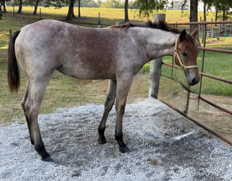 HorseID: 2319631 Pending 2 - PhotoID: 1106998
