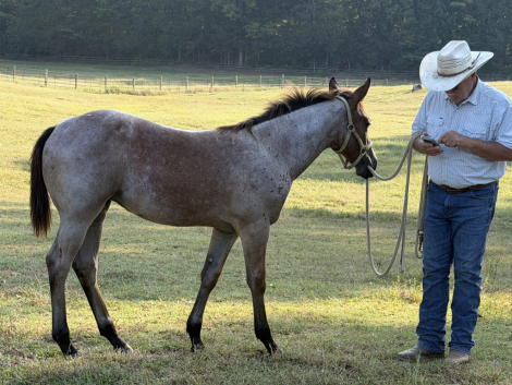 HorseID: 2319631 Pending 2 - PhotoID: 1107000