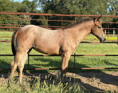 HorseID: 2319631 Pending 2 - PhotoID: 1107001