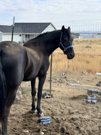 HorseID: 2319634 Bonita - PhotoID: 1107004