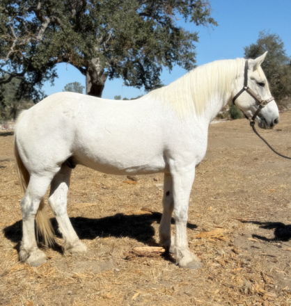 HorseID: 2319635 Yeti - PhotoID: 1107005