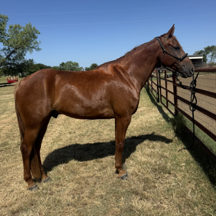 HorseID: 2319636 Wish's Powder Keg - PhotoID: 1107007