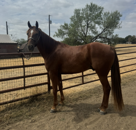HorseID: 2319636 Wish's Powder Keg - PhotoID: 1107008