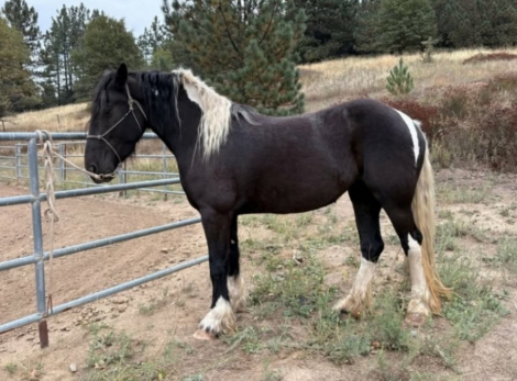 HorseID: 2319639 Zera Con Dolcezza - PhotoID: 1107027