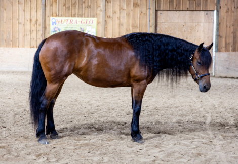 HorseID: 2319640 Ed's Dancing Raven - PhotoID: 1107016