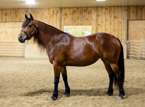 HorseID: 2319640 Ed's Dancing Raven - PhotoID: 1107018