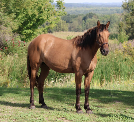 HorseID: 2319641 Omaha - PhotoID: 1107019