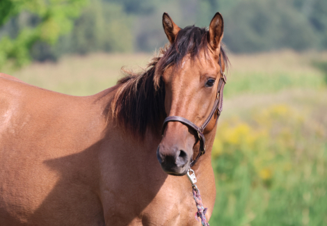 HorseID: 2319641 Omaha - PhotoID: 1107020