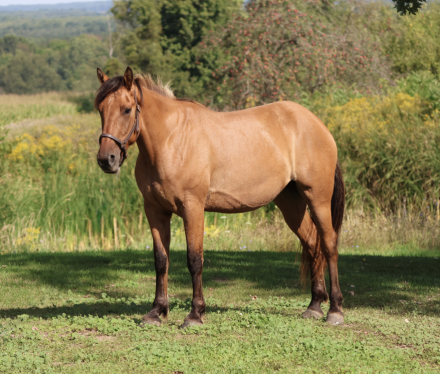 HorseID: 2319641 Omaha - PhotoID: 1107021
