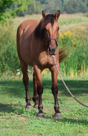 HorseID: 2319641 Omaha - PhotoID: 1107022