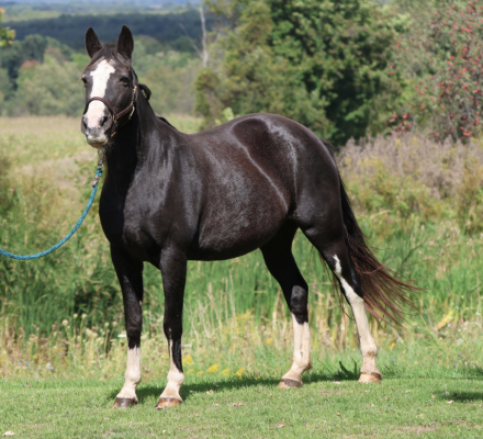 HorseID: 2319642 Latte - PhotoID: 1107024