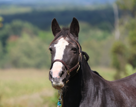 HorseID: 2319642 Latte - PhotoID: 1107025