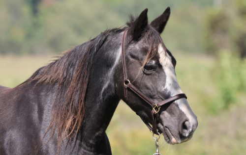 HorseID: 2319642 Latte - PhotoID: 1107026