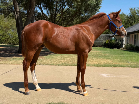 HorseID: 2319647 FT Damn Straight - PhotoID: 1107031