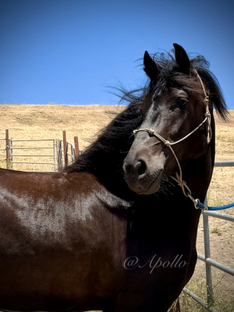 HorseID: 2319649 Apollo Naidu - PhotoID: 1107034