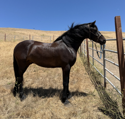 HorseID: 2319649 Apollo Naidu - PhotoID: 1107035