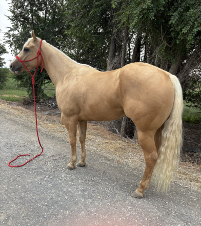 HorseID: 2319650 HEZA COOL DOC - PhotoID: 1107037