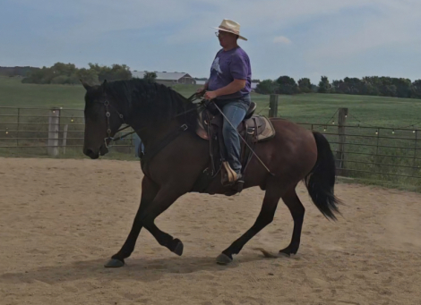HorseID: 2319654 Hestu - PhotoID: 1107040