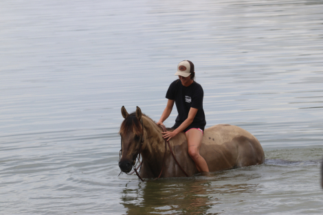 HorseID: 2319657 Honey’s Perfect Storm - PhotoID: 1107047