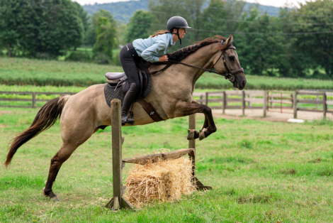 HorseID: 2319657 Honey’s Perfect Storm - PhotoID: 1107048