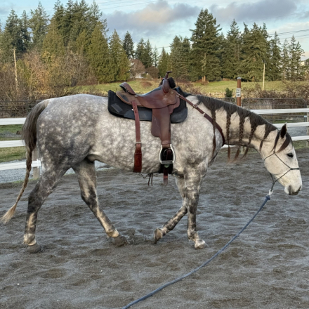 HorseID: 2319666 Little Dash Lotta Cash - PhotoID: 1107056