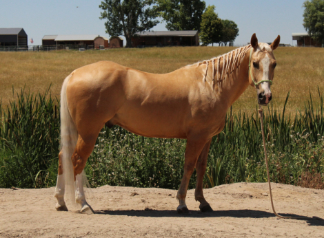 HorseID: 2319667 Legendsshineyschatze - PhotoID: 1107057