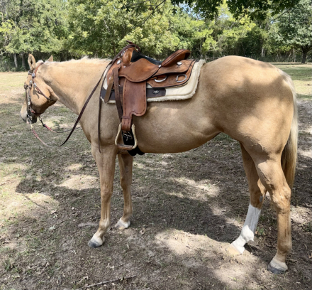 HorseID: 2319671 Whizzer Wild Honey - PhotoID: 1107058