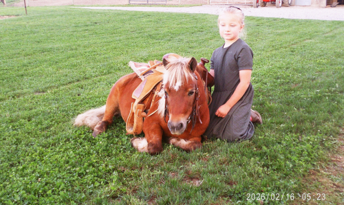 HorseID: 2319672 Roper - PhotoID: 1107059