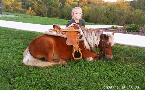 HorseID: 2319672 Roper - PhotoID: 1107060