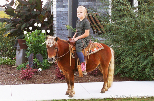 HorseID: 2319672 Roper - PhotoID: 1107061