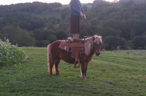 HorseID: 2319672 Roper - PhotoID: 1107062