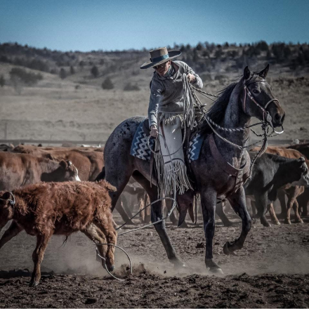 HorseID: 2319677 Reba - PhotoID: 1107075
