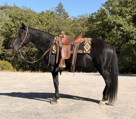 Rocky Mountain Horse
