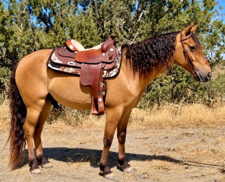 HorseID: 2319700 Tucker - PhotoID: 1107084