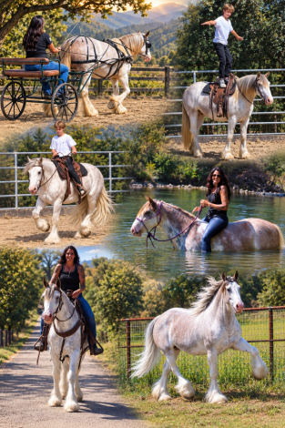 HorseID: 2319704 Dms dreaming of my monica - PhotoID: 1107086