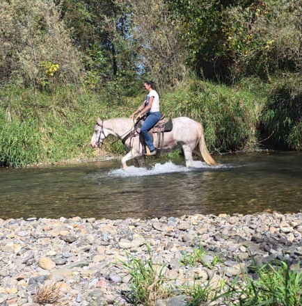 HorseID: 2319704 Dms dreaming of my monica - PhotoID: 1107087