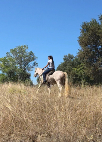 HorseID: 2319704 Dms dreaming of my monica - PhotoID: 1107089