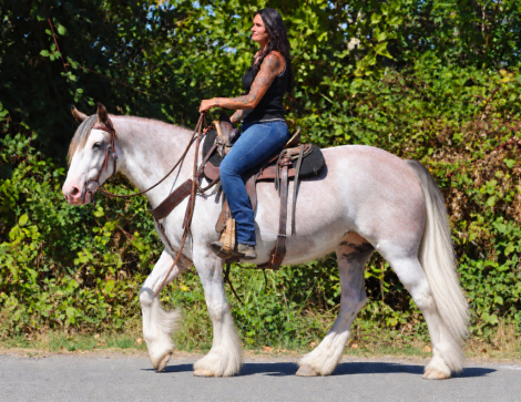 HorseID: 2319704 Dms dreaming of my monica - PhotoID: 1107090