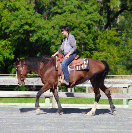 HorseID: 2319705 Lily - PhotoID: 1107092