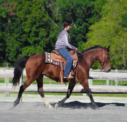 HorseID: 2319705 Lily - PhotoID: 1107093