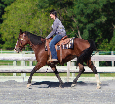 HorseID: 2319705 Lily - PhotoID: 1107094