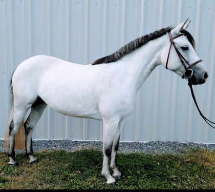 HorseID: 2319707 Big Bears Hosanna - PhotoID: 1107098